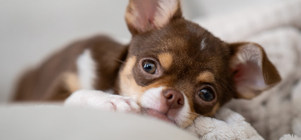 チワワの骨壷サイズを比較した早見表。小柄な体に合うペット供養の目安