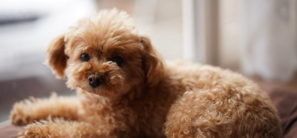 トイ・プードルの毛色に合わせたお骨壷デザイン。サイズを選べるもこもこしっぽシリーズの紹介