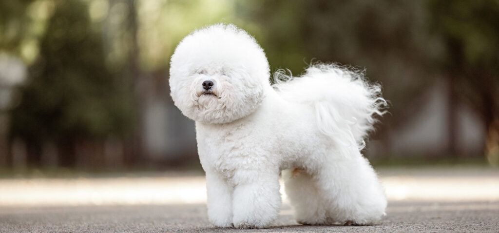 ビション・フリーゼに合うお骨壷サイズと選び方。白いモコモコ毛並みを思い出す、フェルト＆陶器のお骨壺