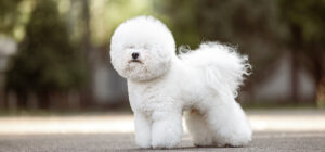 ビション・フリーゼに合うお骨壷サイズと選び方。白いモコモコ毛並みを思い出す、フェルト＆陶器のお骨壺