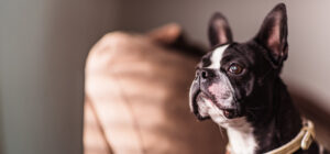 ボストン・テリアの骨壷サイズの選び方｜毛色に合わせたお骨壺、きっと見つかるうちの子シリーズ