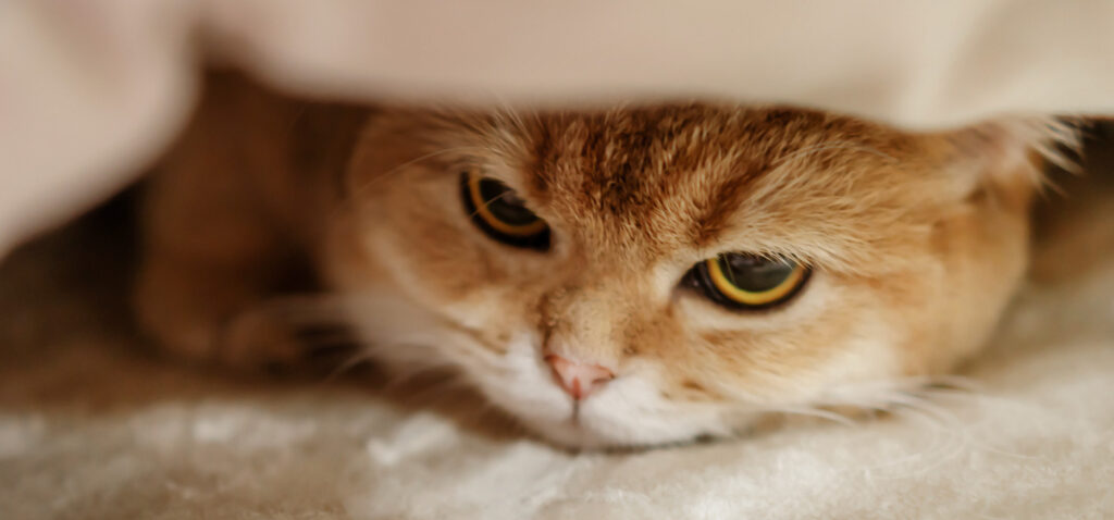 猫さんのお骨壷サイズと容量早見表。一般的な体格に合うお骨壺の大きさは？ペット供養のいろいろ