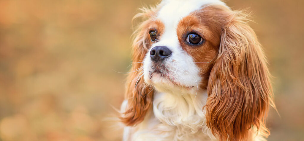 キャバリア・キング・チャールズ・スパニエルの骨壷サイズ〜選べる毛色のお骨壺