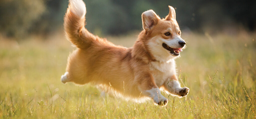 コーギーの骨壷サイズガイド。4寸・5寸どちらが安心かを比べた供養イメージ