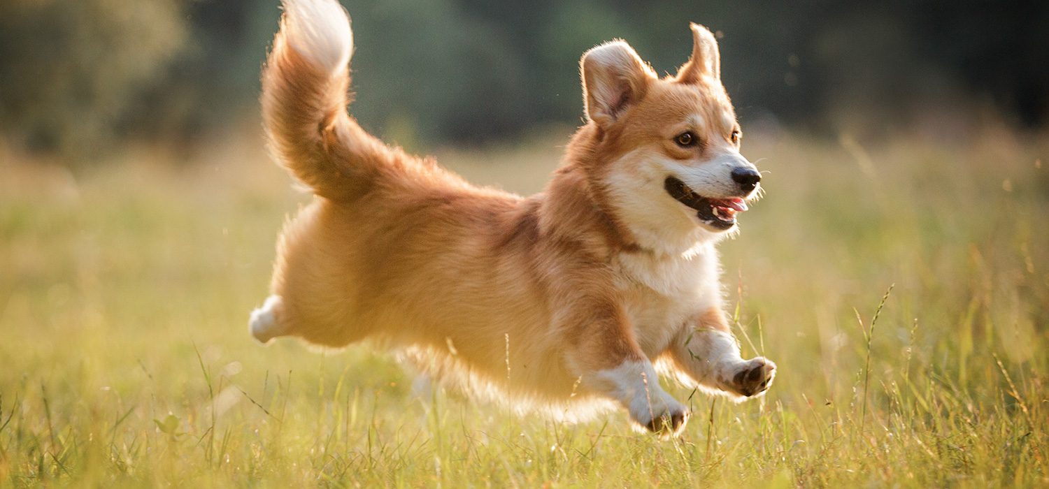 コーギーの骨壷サイズガイド。4寸・5寸どちらが安心かを比べた供養イメージ