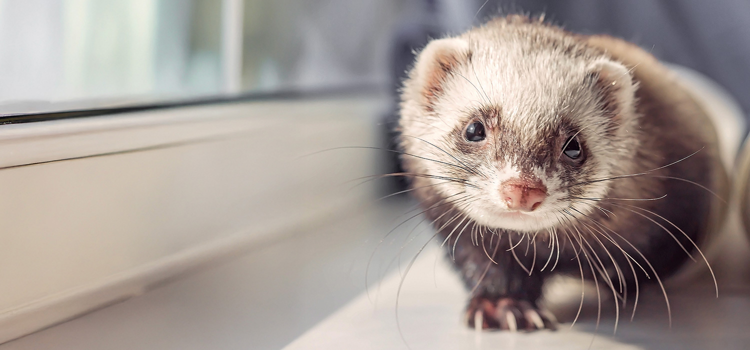 フェレットの骨壷サイズと容量目安。どう選んだらいいのか分からない〜3寸サイズのペット供養
