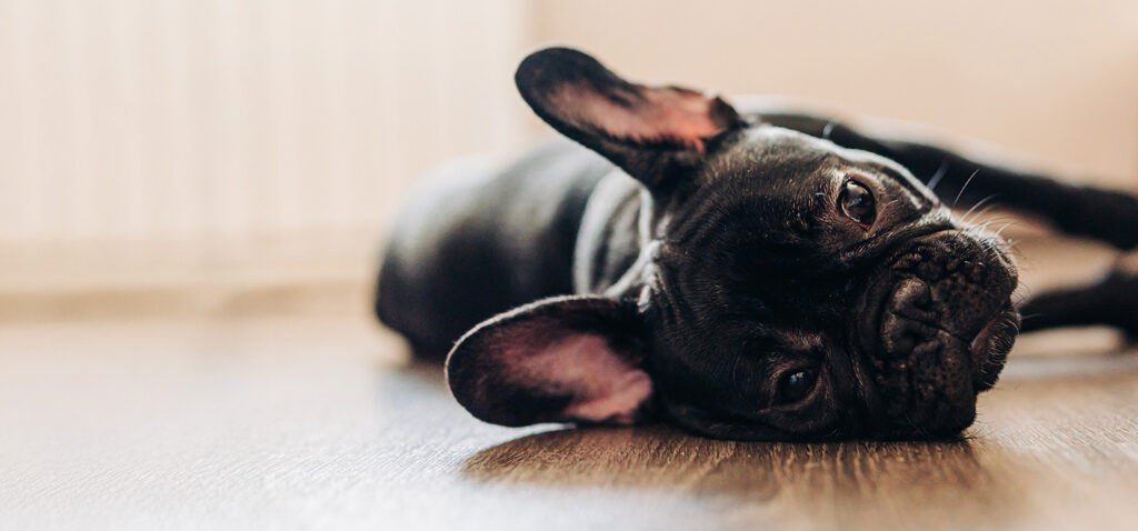 フレンチ・ブルドッグ（小柄）の骨壷サイズ。4寸が目安？おしゃれでかわいい供養のかたち