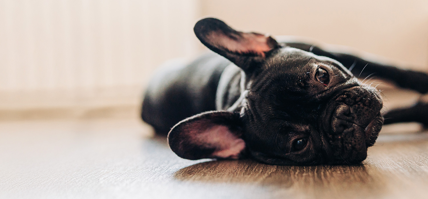 フレンチ・ブルドッグ（小柄）の骨壷サイズ。4寸が目安？おしゃれでかわいい供養のかたち