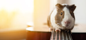 モルモットさんの骨壷サイズ早見表。小柄な体ににぴったりなお骨壺はこのサイズ。2寸・3寸のお骨壺〜供養ガイド