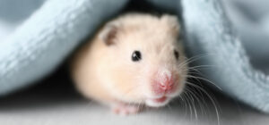 ハムスターの骨壷サイズは？2寸で全骨納骨できる小さなペット供養。小さなしっぽが愛おしい、色で選べるお骨壺