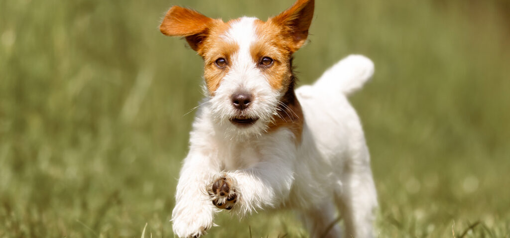 ジャック・ラッセル・テリアの骨壷サイズ早見表。体格に合わせたお骨壺の選び方