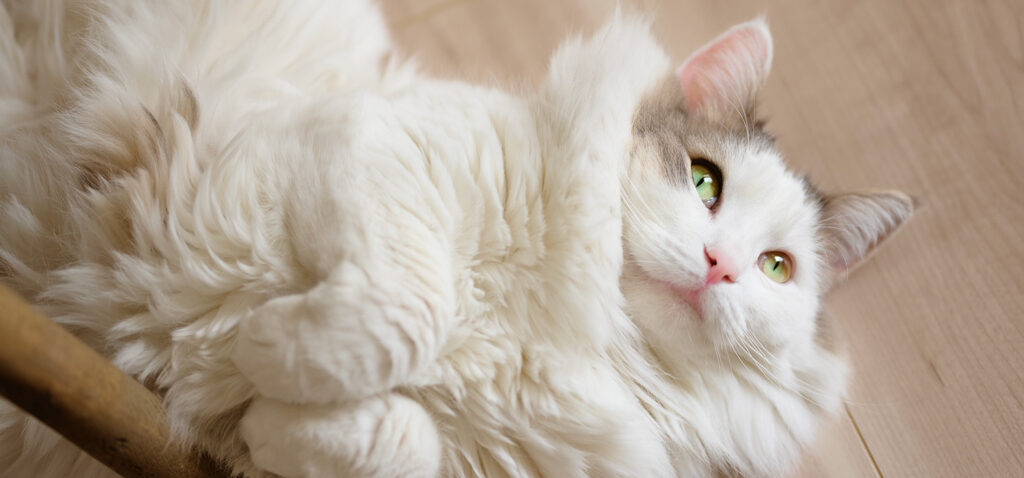 大型猫の骨壷サイズまとめ。メインクーンなど大柄な猫さんはどのサイズ？猫の供養に最適な容量とは？