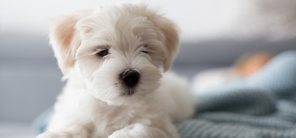 マルチーズに合う骨壷サイズ。白いふんわり毛に似合うやさしい陶器のお骨壷