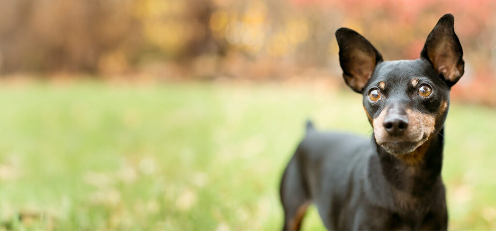 ミニチュア・ピンシャーの骨壷サイズと色選び。小さくても存在感あり、おしゃれでモダンなお骨壺なら