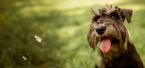 ミニチュア・シュナウザーの骨壷サイズ比較。色で選べる、模様で選べる、しっぽで選べる犬のお骨壺