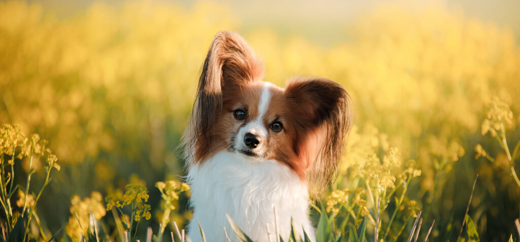 パピヨンの骨壷サイズ一覧。ふわふわの毛並みを思い出す、天然ウールのお骨壷