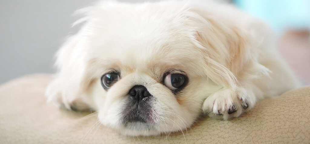 ペキニーズの骨壷サイズと容量ガイド。長い毛並みを思わせるかわいい「しっぽのお骨壺」