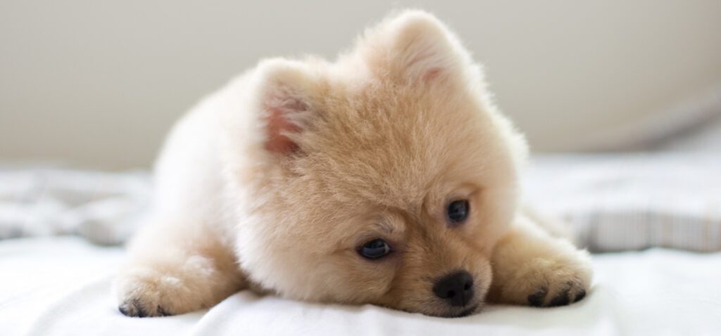 ポメラニアンの骨壷サイズと容量。ふわふわの毛並みに合うフェルトしっぽ