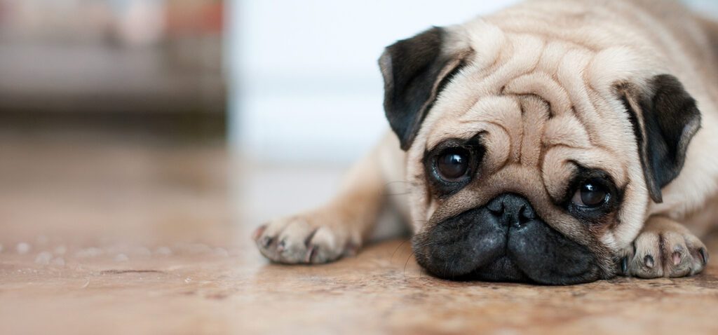 パグの骨壷サイズと容量早見表。短鼻犬に多い体格別に解説する供養ガイド