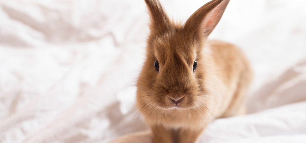 うさぎの骨壷サイズ比較。2寸・3寸で全骨納骨できる？ふんわり毛並みを思い出す、ウールとフェルトの優しい供養のカタチ
