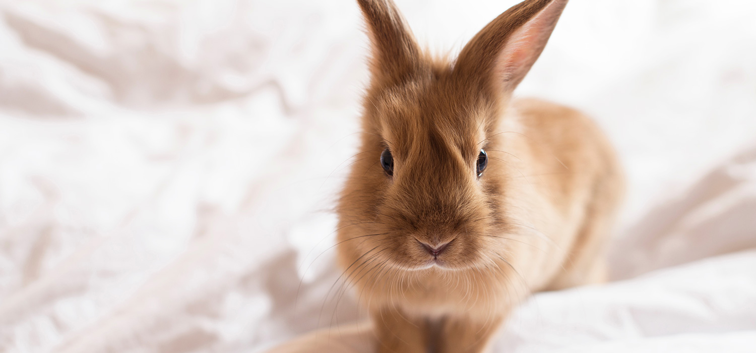 うさぎの骨壷サイズ比較。2寸・3寸で全骨納骨できる？ふんわり毛並みを思い出す、ウールとフェルトの優しい供養のカタチ