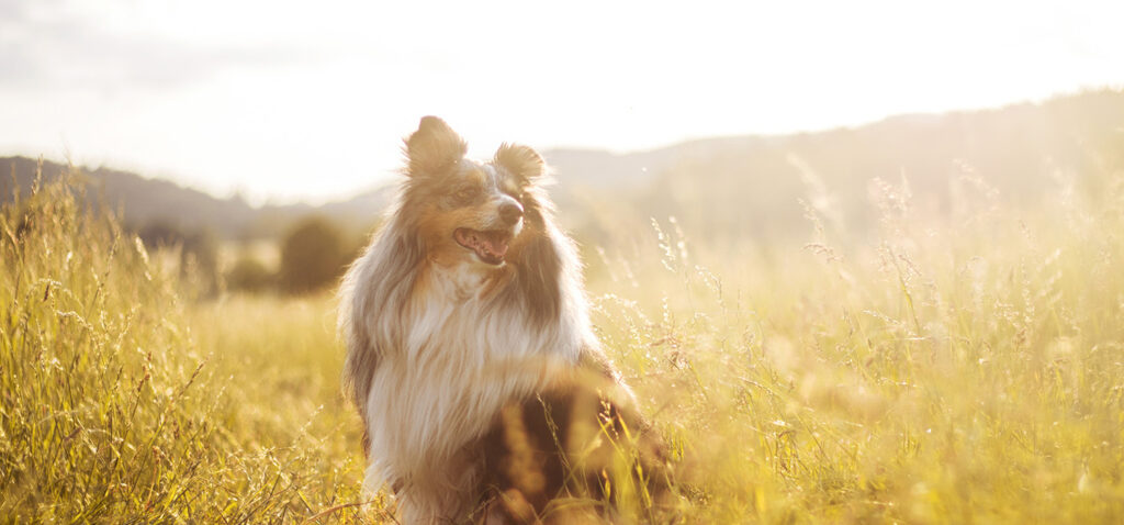 シェットランド・シープドッグの骨壷サイズ。4寸と5寸〜うちの子の毛色で選べる、インテリアに馴染むお骨壺