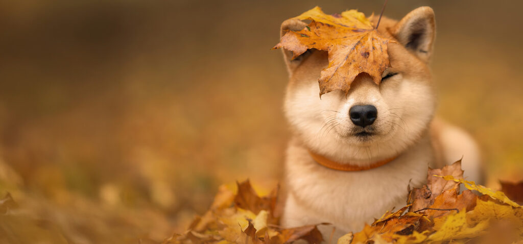 柴犬の骨壷サイズと容量目安。シバのかわいいしっぽがそのままお骨壺に？丸くてかわいいしっぽの骨壷