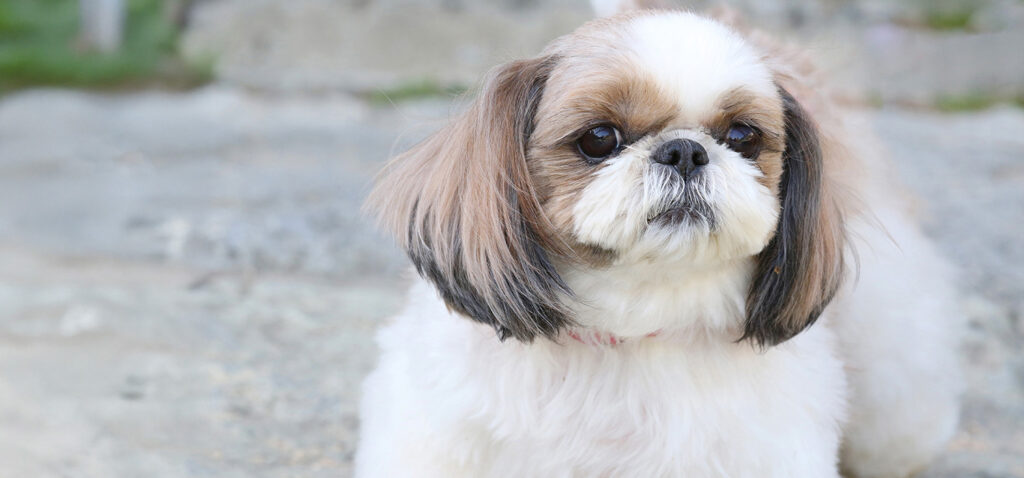 シーズーの骨壷サイズと容量の目安。ふんわり毛並みを表現したおしゃれなお骨壺