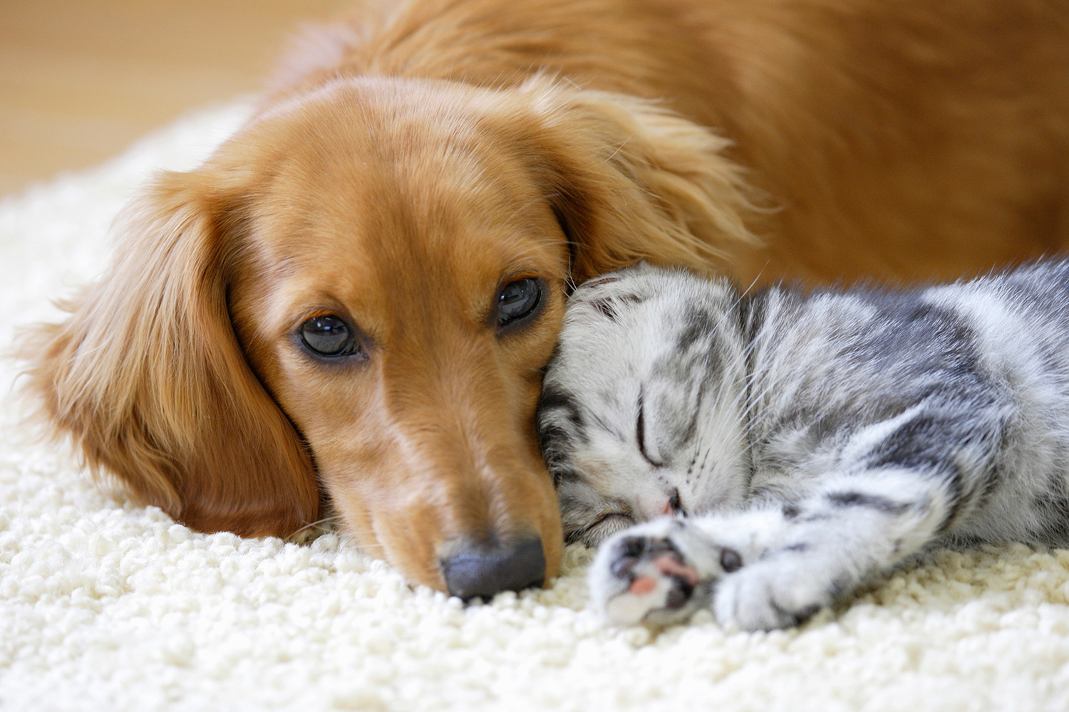 白いラグの上で寄り添って眠るダックスと子猫