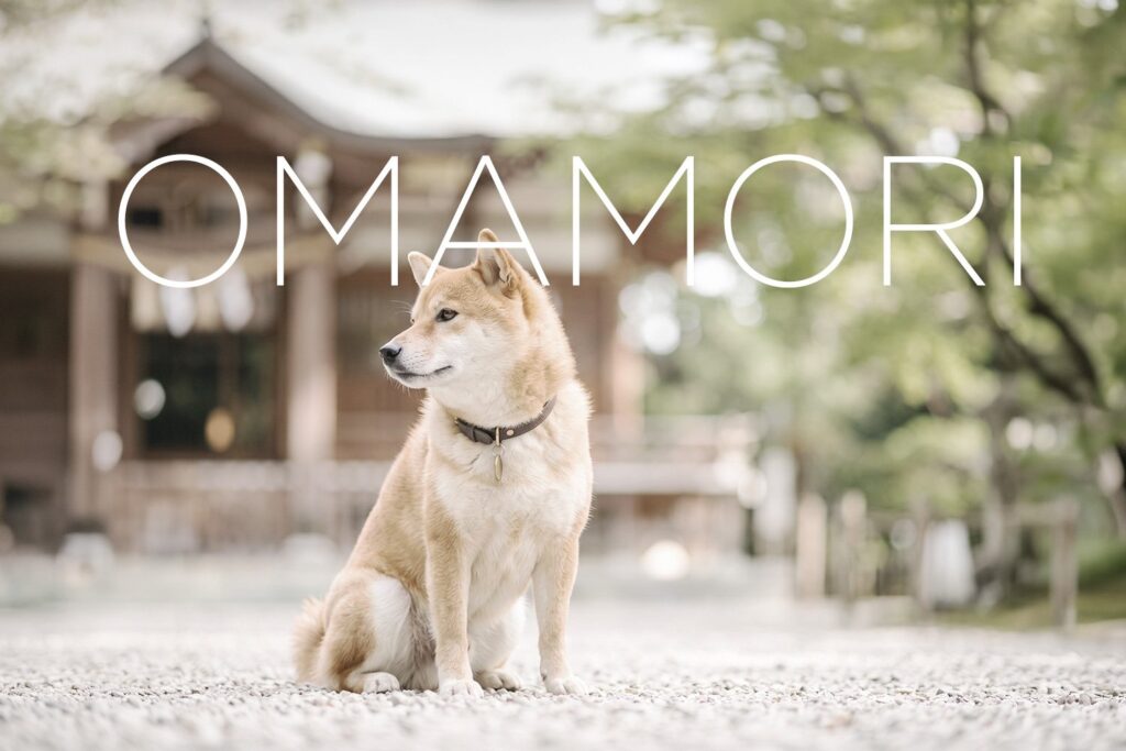 神社の境内に座る柴犬。ペットのお守り・安全祈願のイメージ