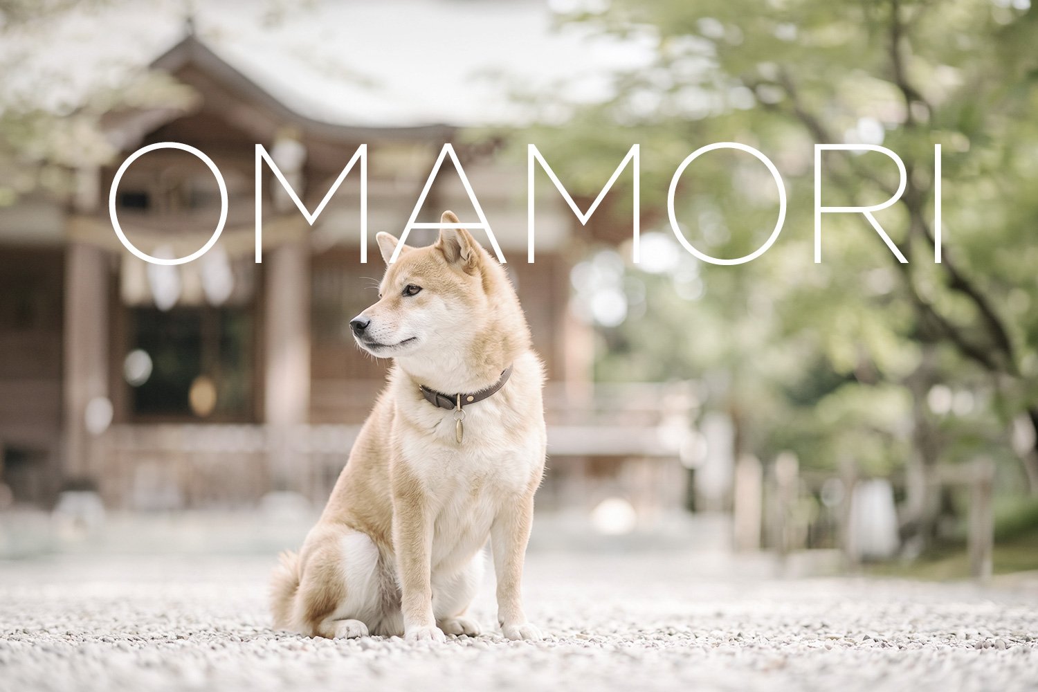 神社の境内に座る柴犬。ペットのお守り・安全祈願のイメージ