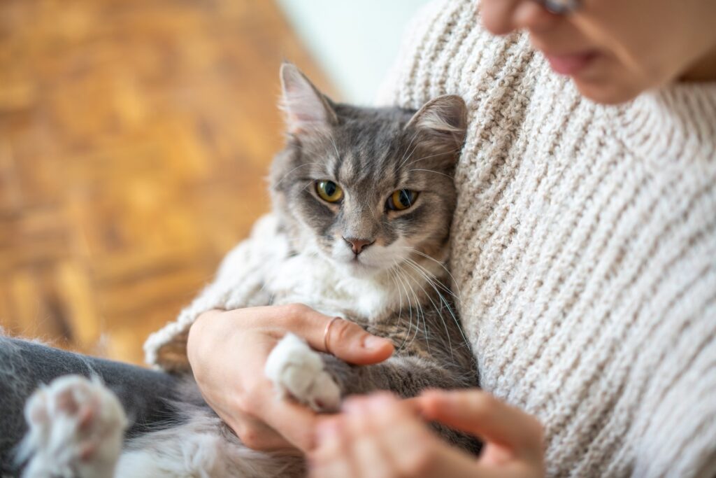 飼い主の腕に抱かれたグレーの猫。家でうちの子のそばで祈る、ペットの猫の健康祈願のイメージ