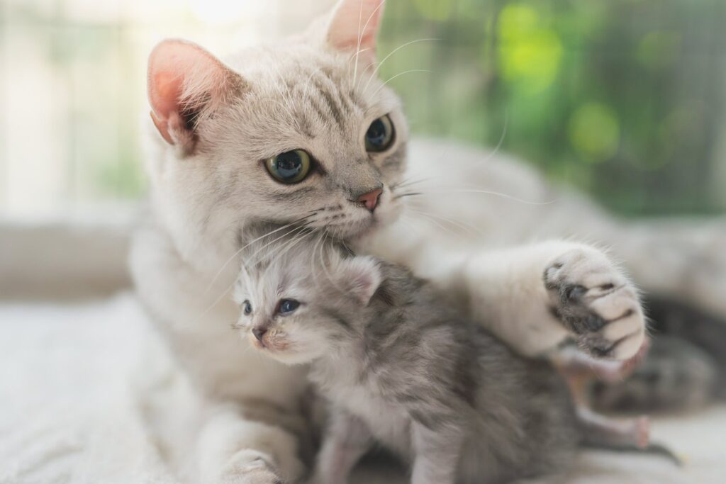 子猫を前足で抱き寄せる母猫。うちの子の成長を喜ぶ、犬や猫のペットの七五三のイメージ