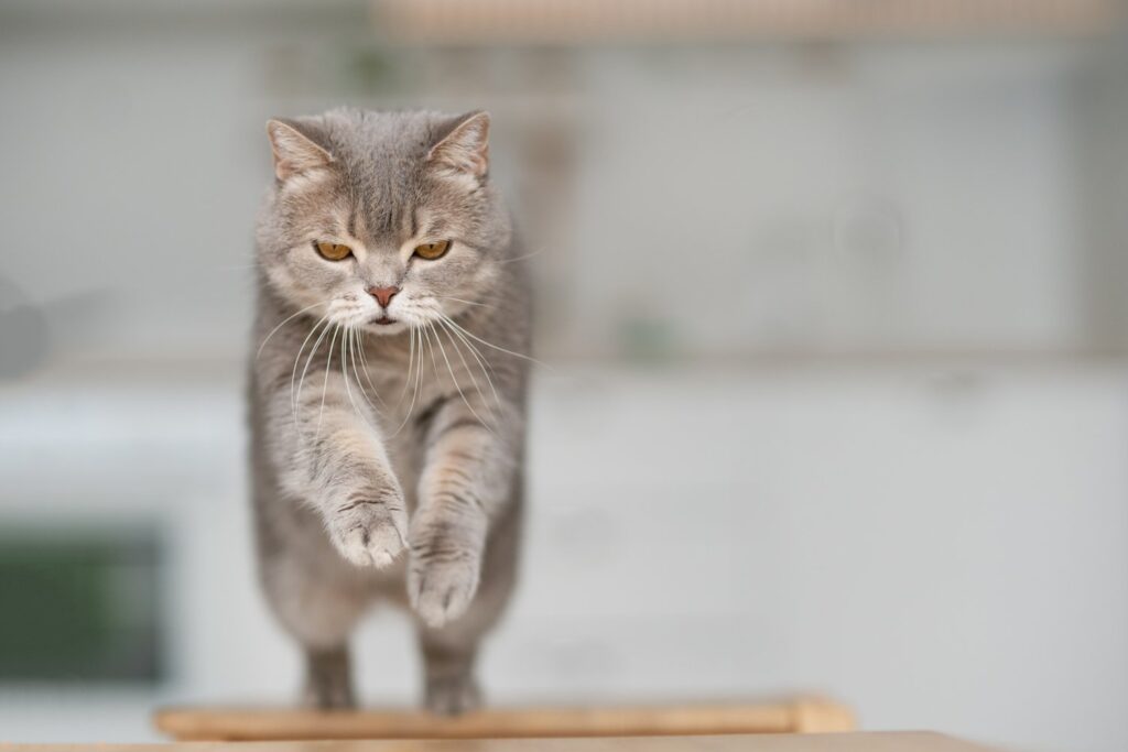 高い所から飛び降りるグレーの猫。神棚に上がってしまうペットの猫との暮らしの困りごとのイメージ