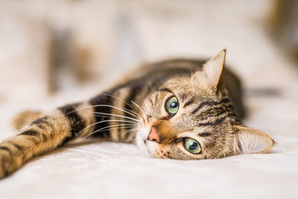 ヒゲがよく見える寝そべったキジトラの猫。抜けた猫のヒゲを縁起物として取っておくときのイメージ