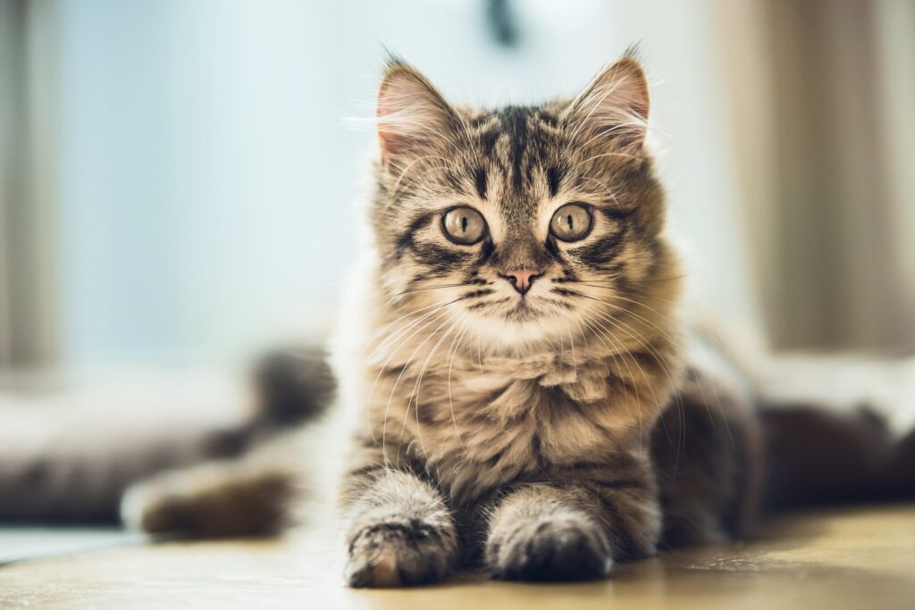 床に座ってこちらを見るキジトラの子猫。猫のお守りで健康を願う、連れて行けないペットの飼い主へ