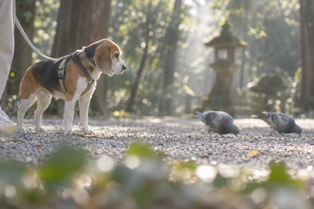 神社の境内で鳩を見つけて立ち止まるビーグル。神様の使い（神使）の動物を、ペットの犬と探してみるイメージ