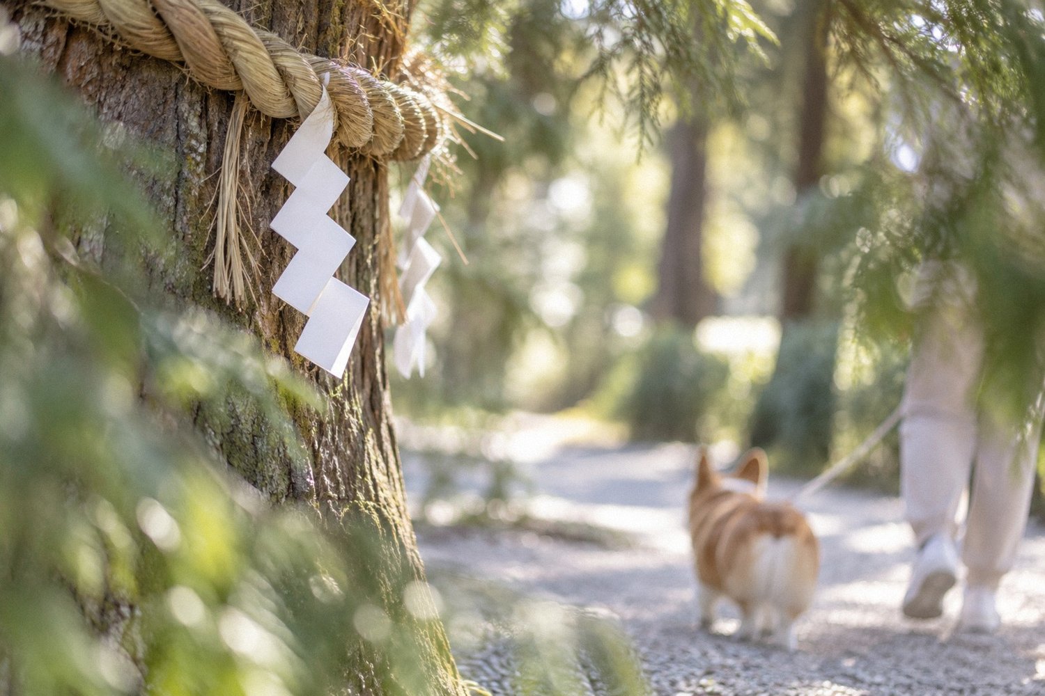 年末の神社の木に張ったしめ縄と白い紙垂、その下の参道を歩くペットの犬。神社で出会う読めそうで読めないことばを探すイメージ