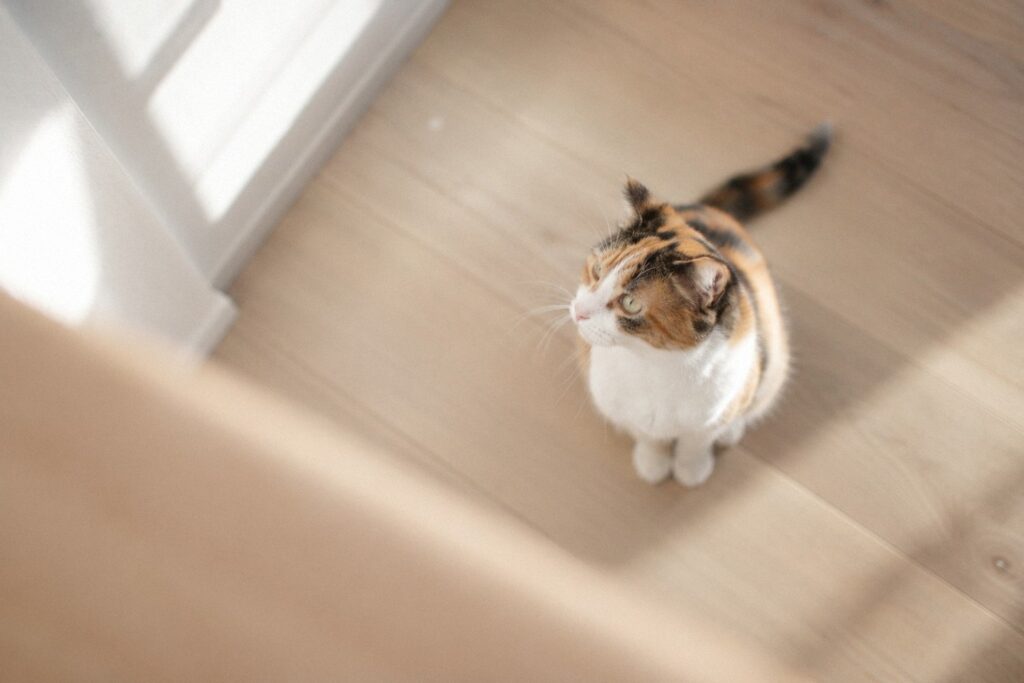 神棚を置く高さから見下ろした、床で見上げる三毛猫。ペットのいる家で神棚の置き場所を考えるイメージ